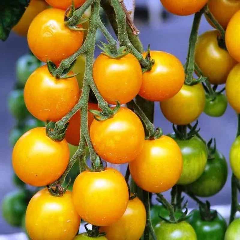 Tomato 'Golden crown'