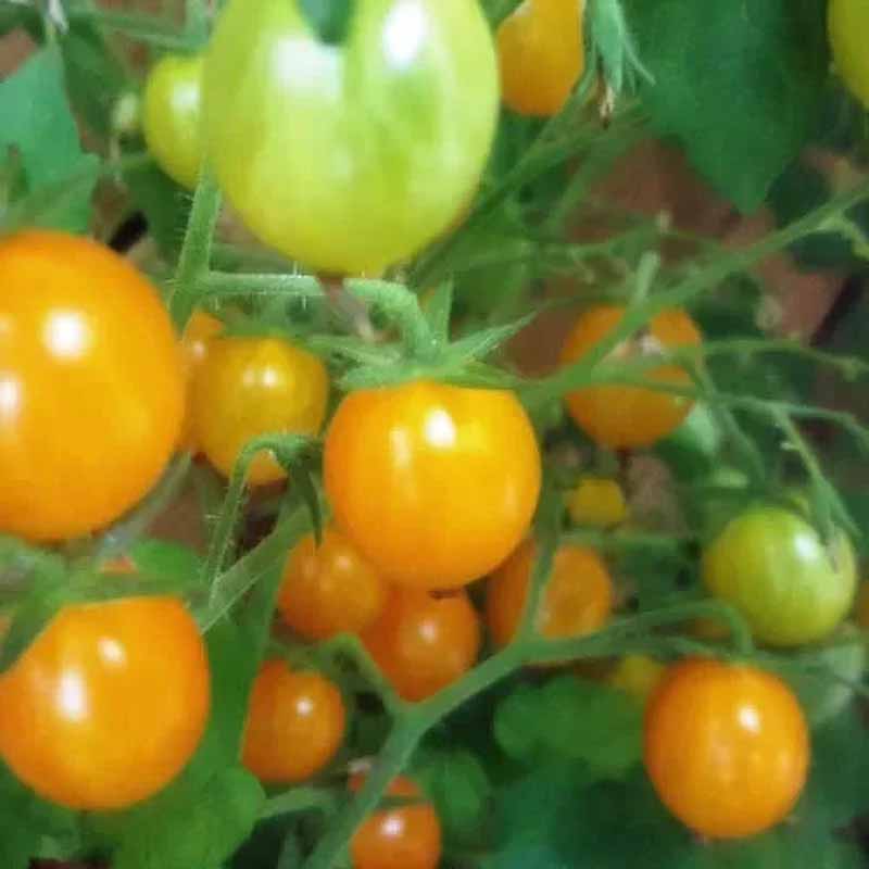 Tomato 'Blondköpfchen'