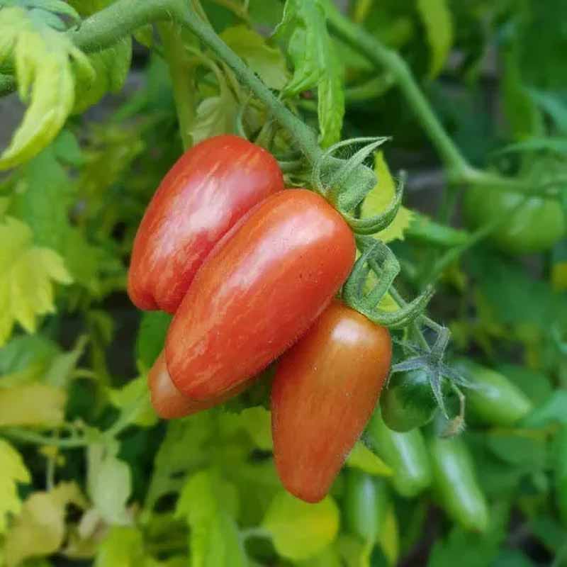 Tomato 'Sweet Casady'