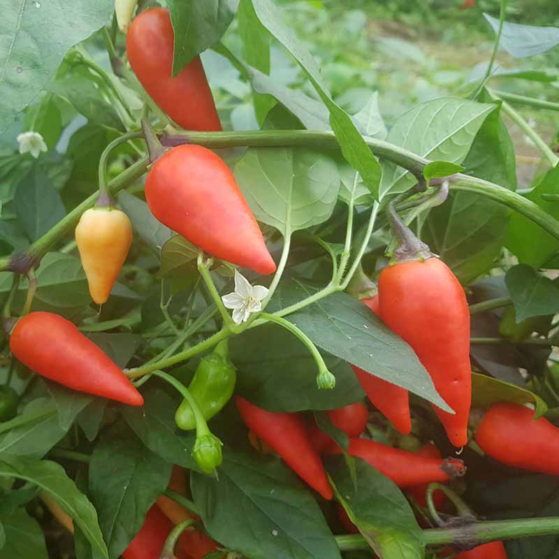 Chili Pepper 'Plum Gum Brasil'