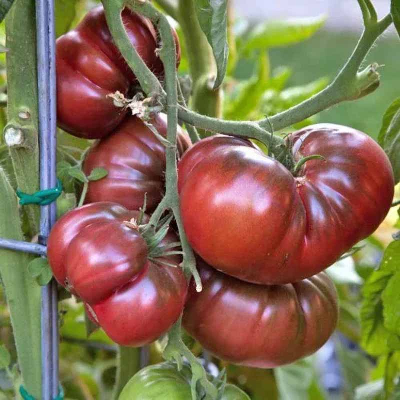 Tomato 'Black Krim'