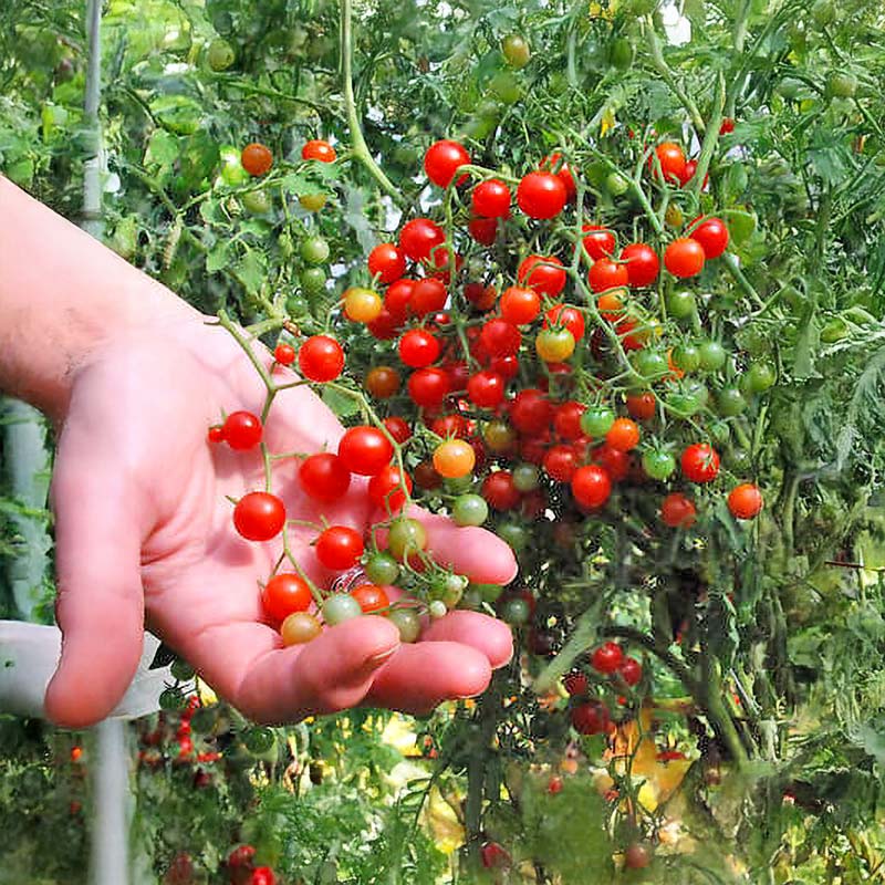 Tomato 'Currant Sweet Pea'