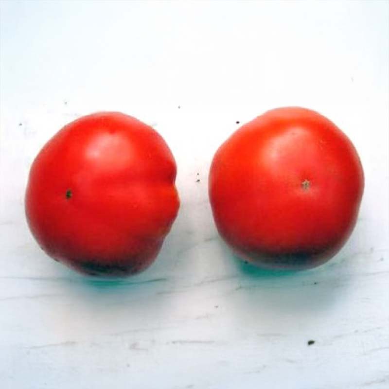 Tomato 'Marglobe'