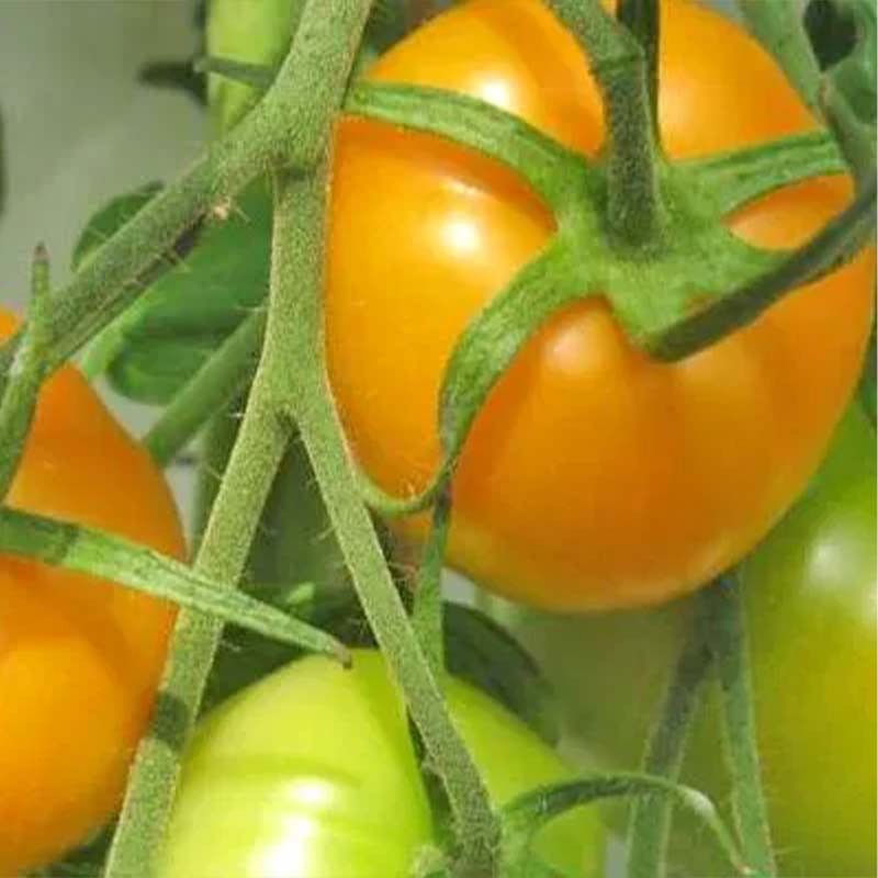 Tomato 'Golden Jubilee'