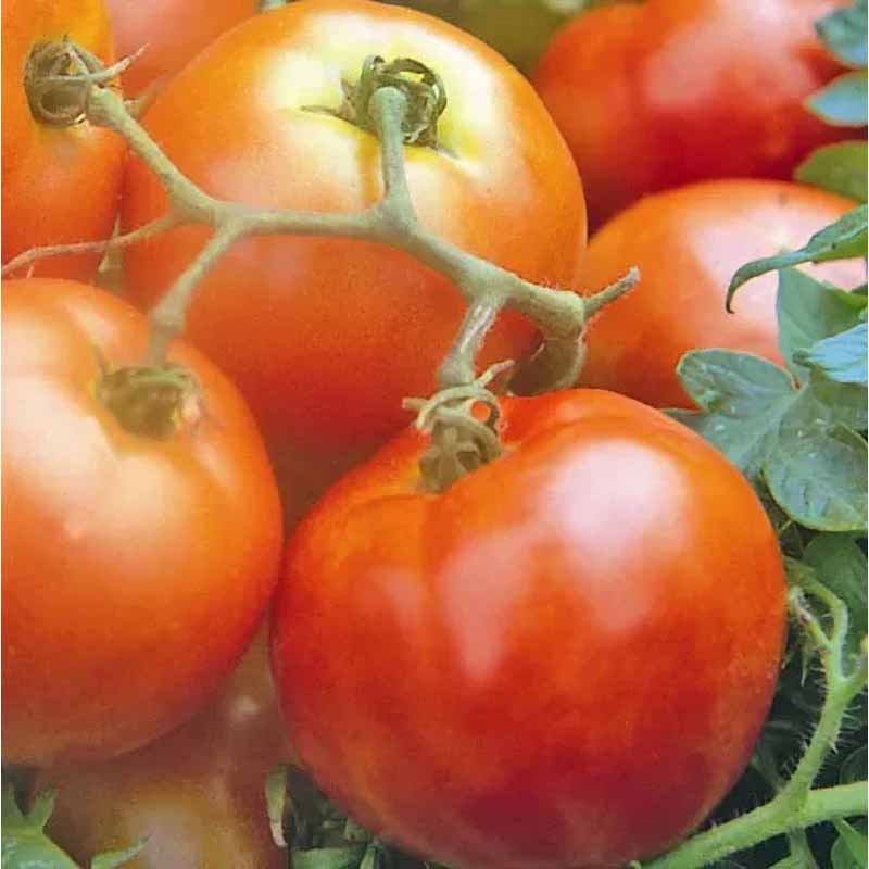 Tomato 'Ailsa Craig'
