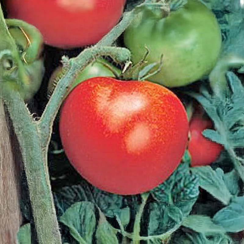 Tomato 'Thessaloniki'
