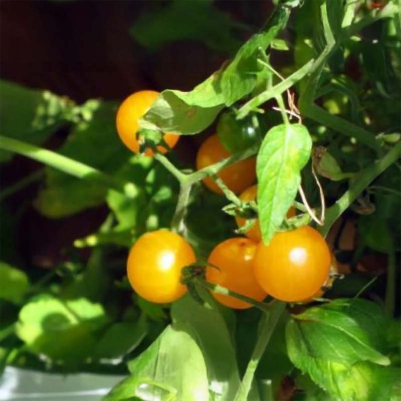 Tomato 'Gold Nugget Yellow Cherry'