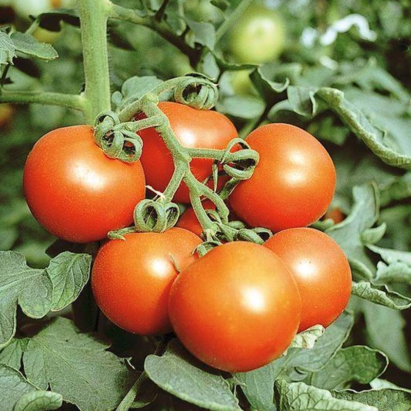 Tomato 'Outdoor Girl'