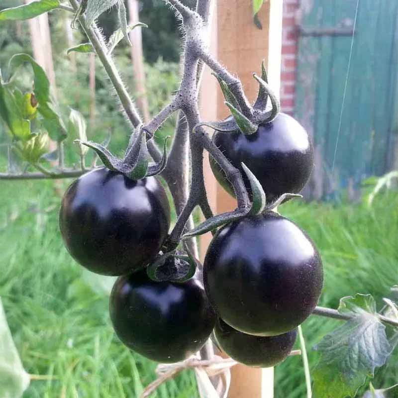 Tomato 'Indigo Rose'