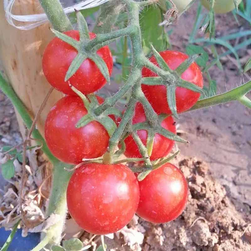 Tomato 'Drops'