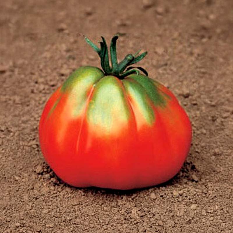 Tomato 'Giant Pear Red'
