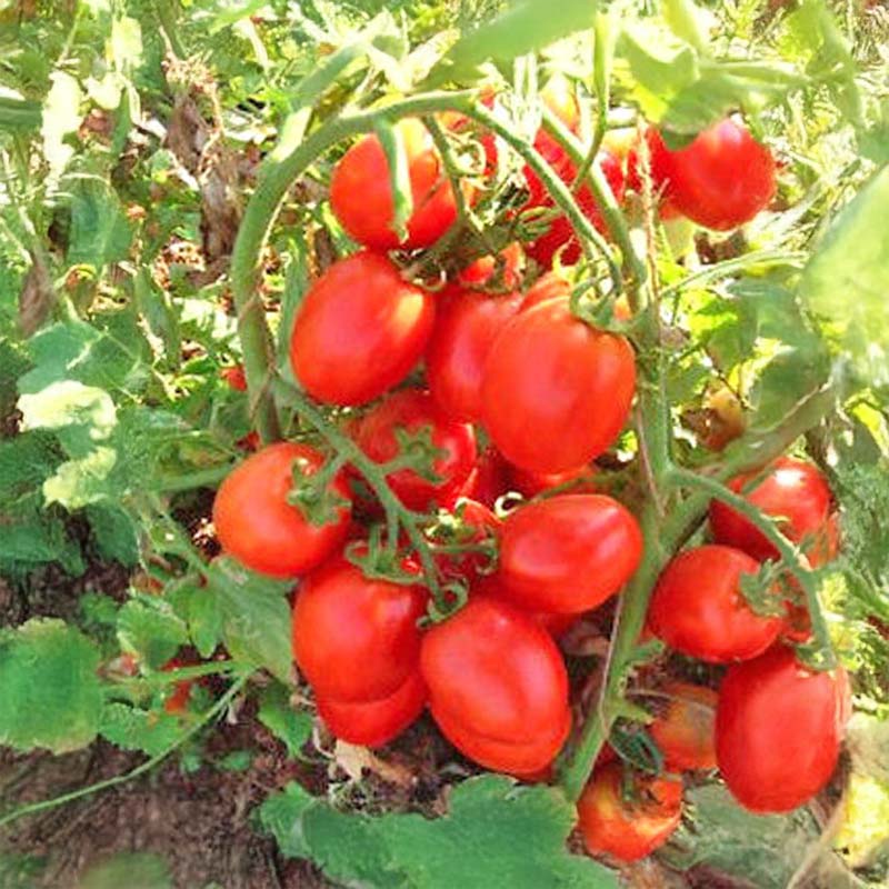 Tomato 'Petomech'