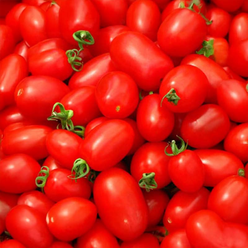 Tomato 'Ventura OChicco'