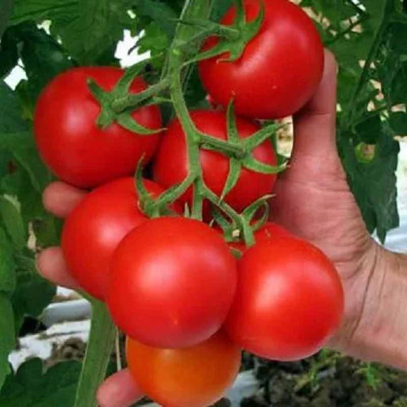 Tomato 'Tondo Liscio'