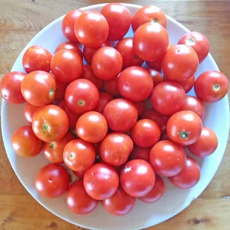 Tomato 'Camone'