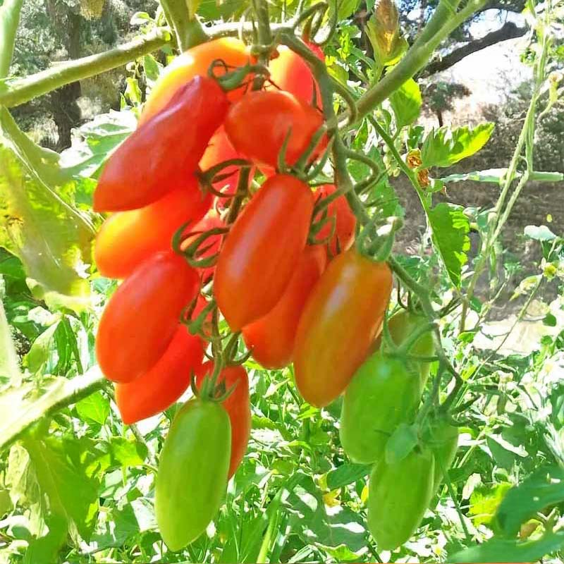 Tomato 'San Marzano Mini'