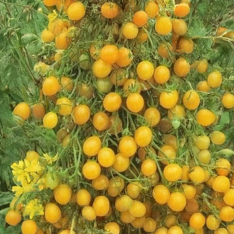Tomato 'Tondino Giallo'