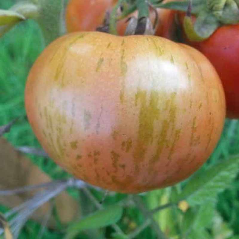 Tomato 'Red Zebra'