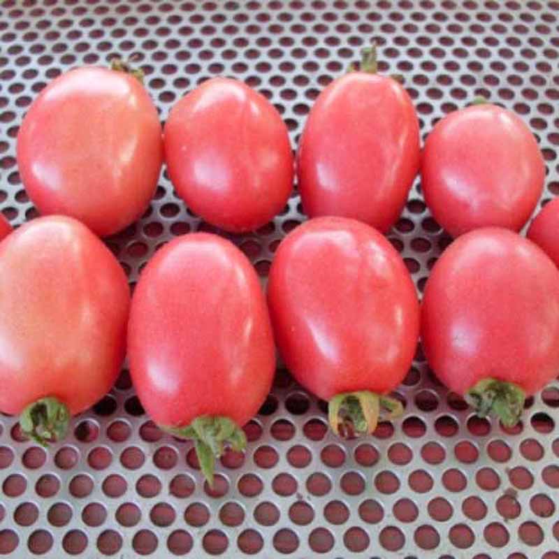 Tomato 'Pink Thai Egg'