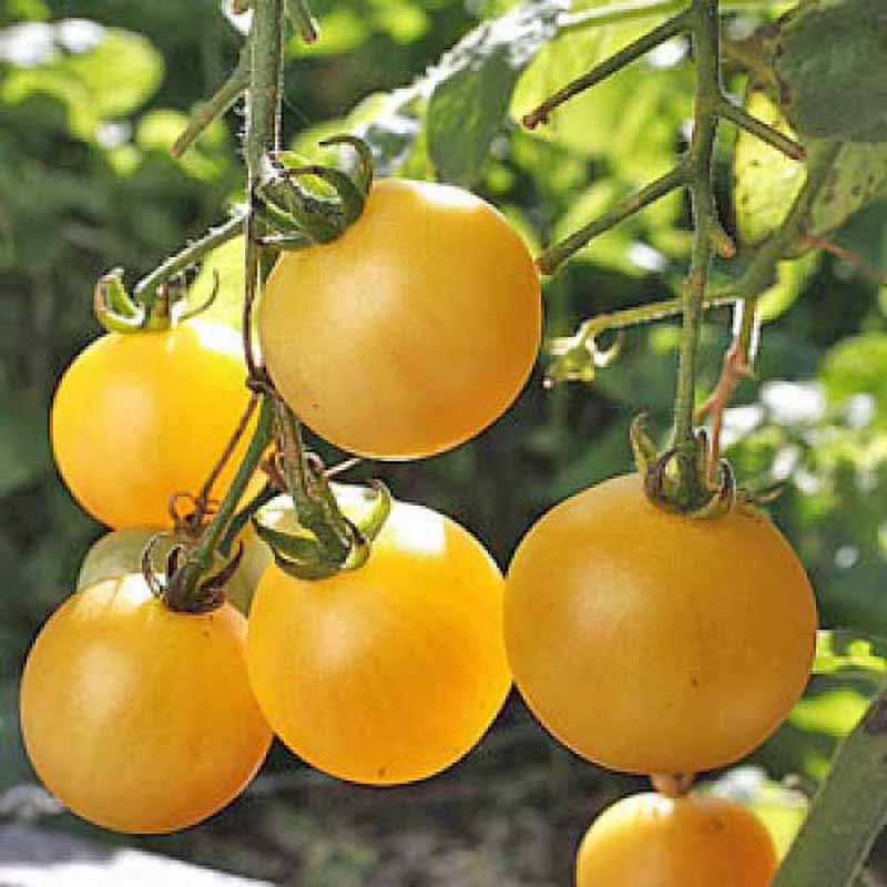 Tomato 'Cerise Jaune'