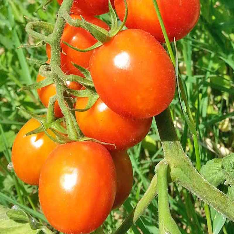 Tomato 'Mallorquin'