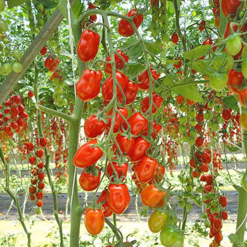 Tomato 'Datterino'