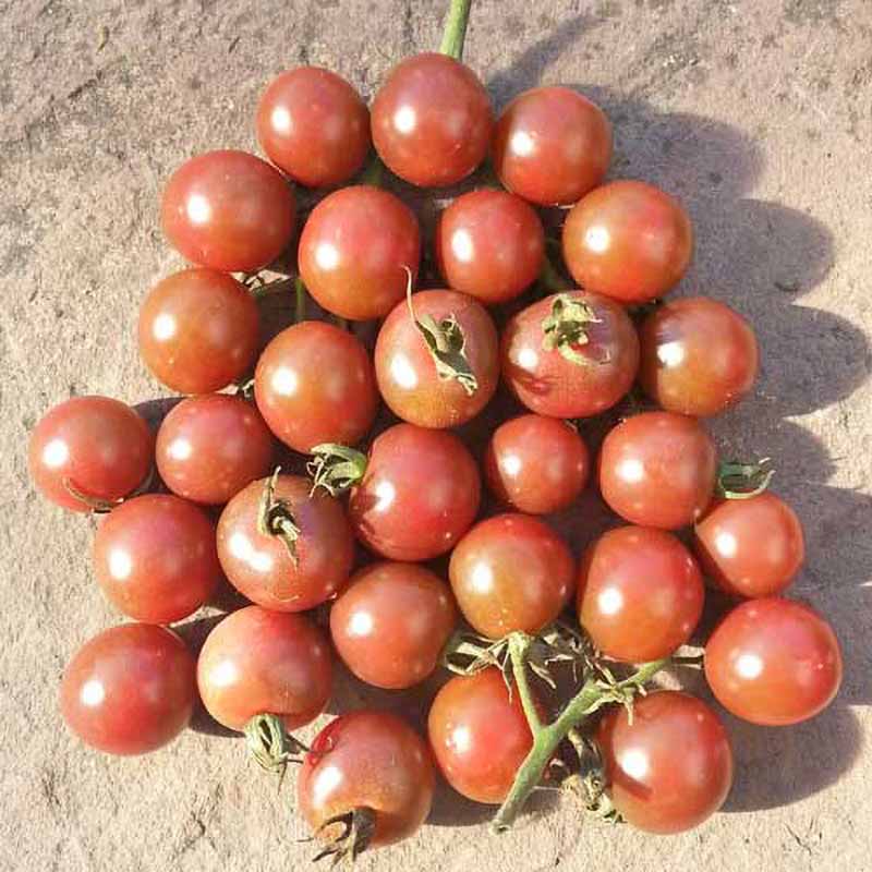 Tomato 'Black opal'