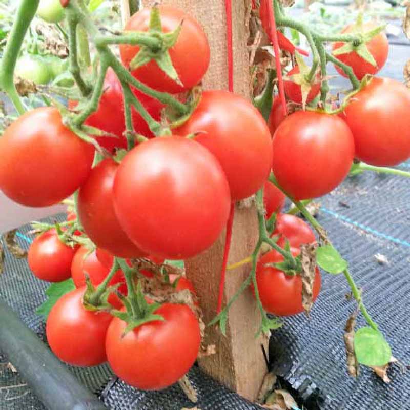 Tomato 'Maskotka'