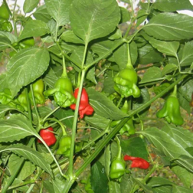 Chili Pepper 'Scotch Bonnet'
