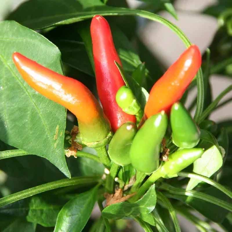 Chili Pepper 'Tabasco'