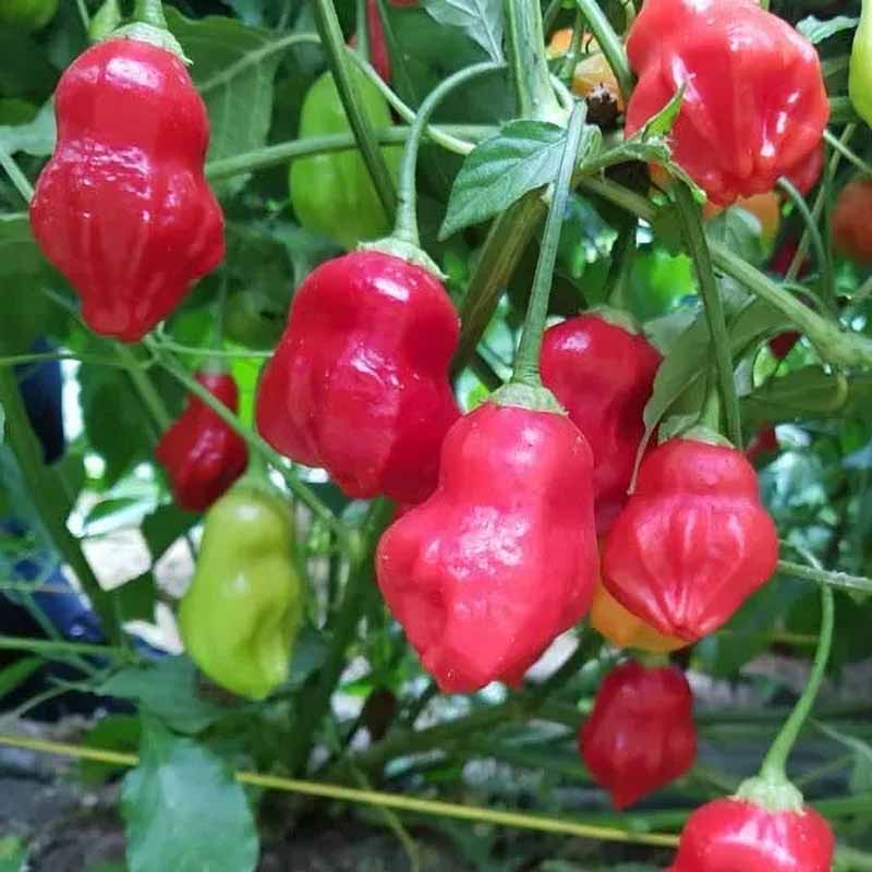 Chili Pepper 'Rainforest'