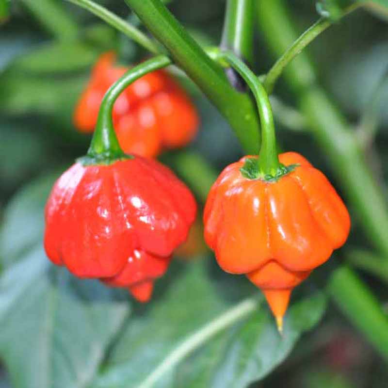 Chili Pepper 'Trinidad Scorpion Red'