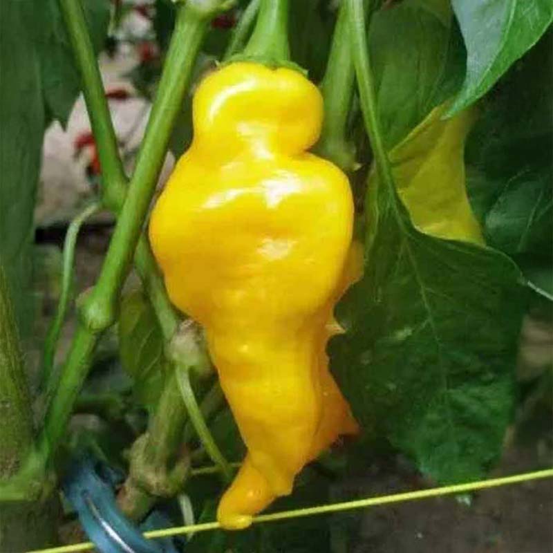 Chili Pepper 'Monkey Face'