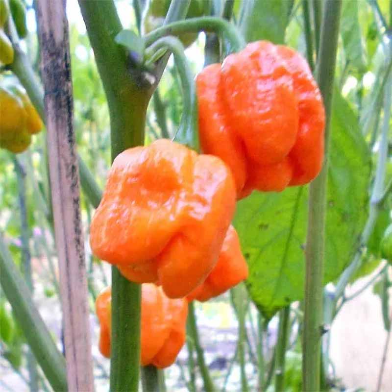 Chili Pepper 'Trinidad Scorpion Moruga'