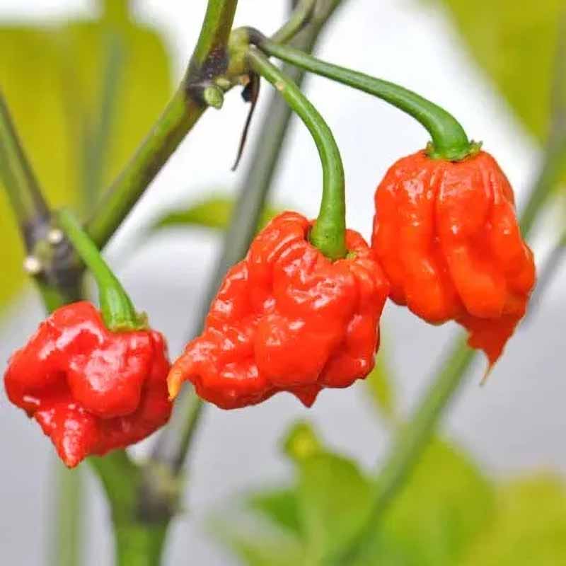 Chili Pepper 'Carolina Reaper' 10st