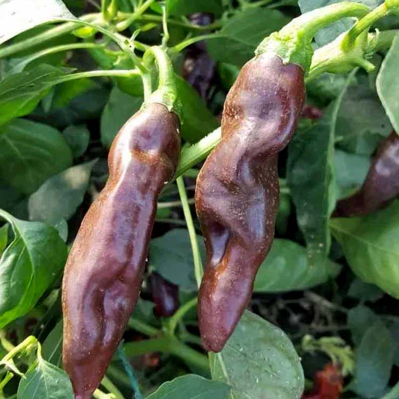 Chili Pepper 'Ecuadorian Brown'