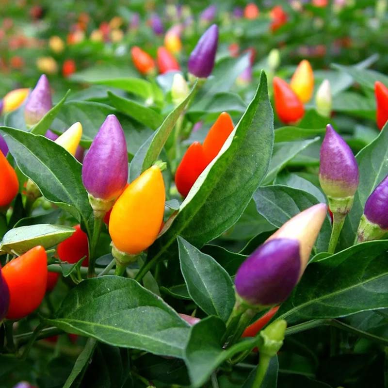 Chili Pepper 'Little elf'