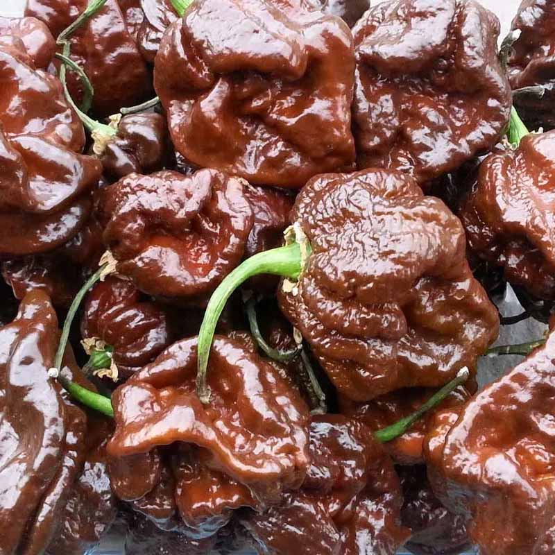 Chili Pepper 'Trinidad Scorpion Chocolate'