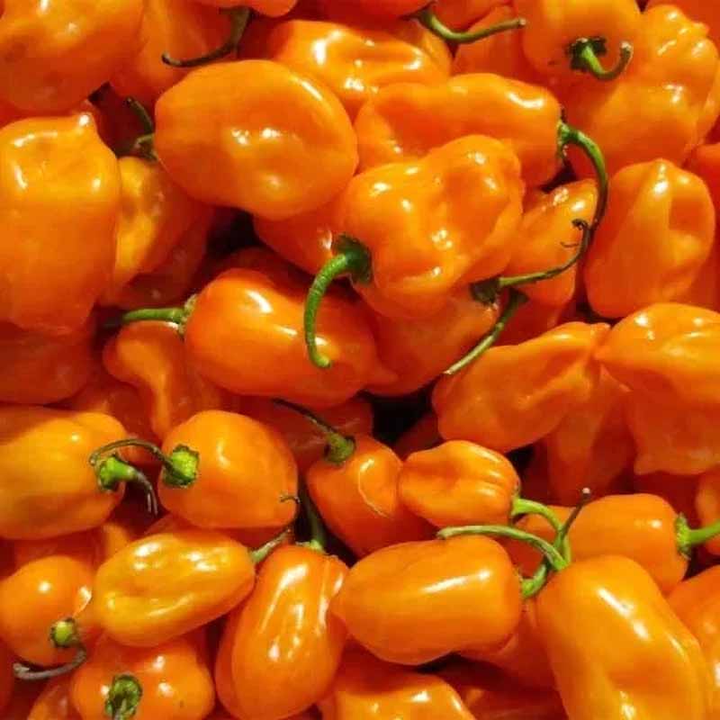 Chili Pepper 'Habanero Orange'