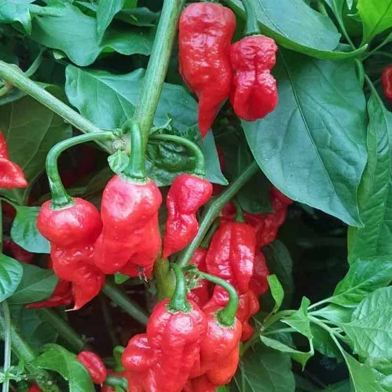 Chili Pepper 'Raja Mirch'