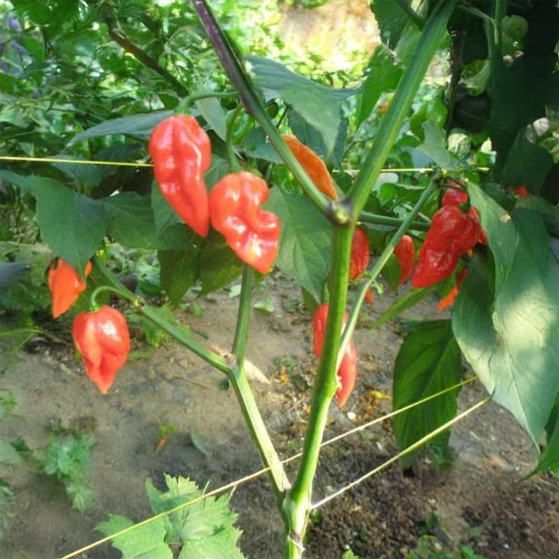 Chili Pepper 'Bhut Jolokia CPP'