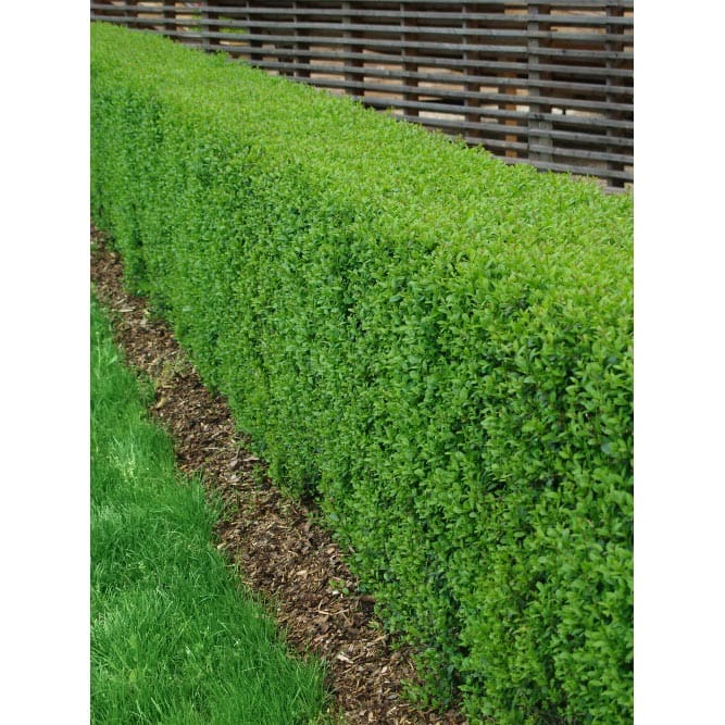 Liguster Vintergrön, 125-150cm, 50-Pack