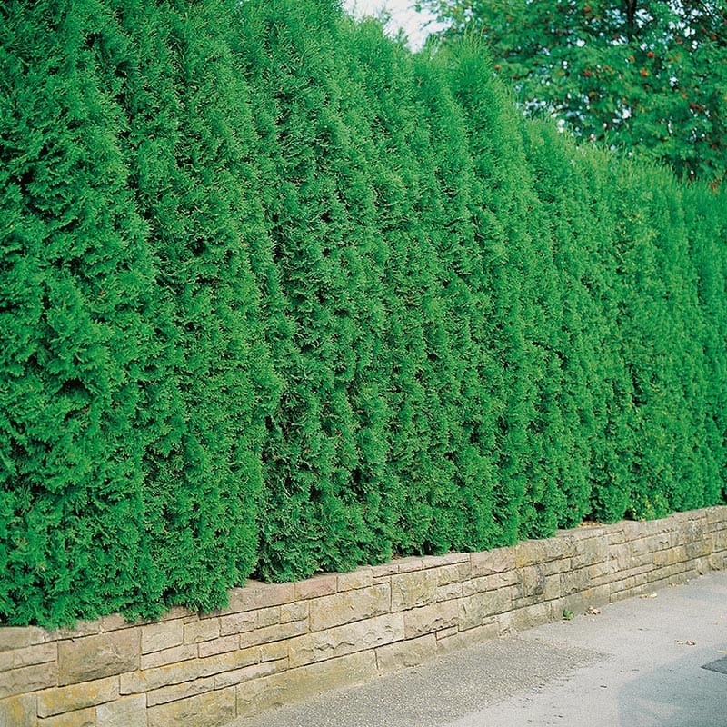 Thuja, 100-125cm, 100-Pack