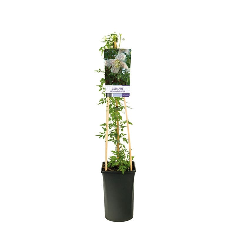 Vintergrön klematis, 1-pack