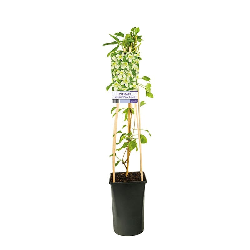 Vintergrön klematis, 1-pack
