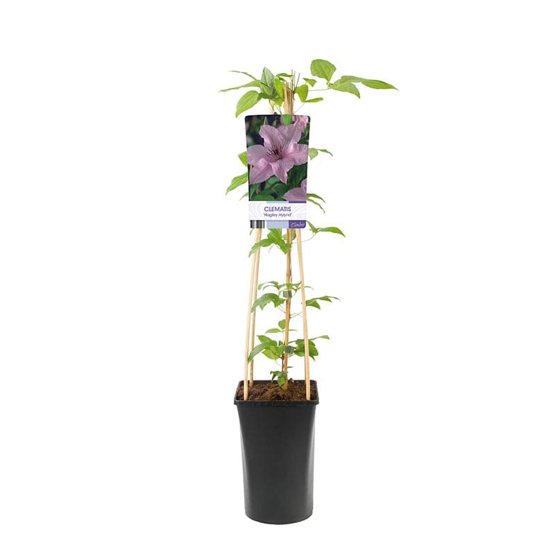 Storblommig klematis "Hagley hybrid", 1-pack