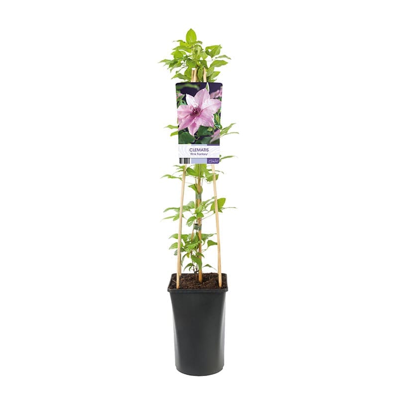 Klematis "Pink Fantasy", 5-pack