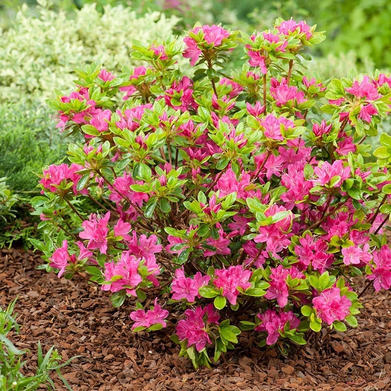 Japansk azalea "Kermesina", 20-25 cm, 10-Pack