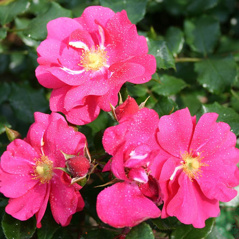 Marktäckande ros Sommermärchen, 10-Pack