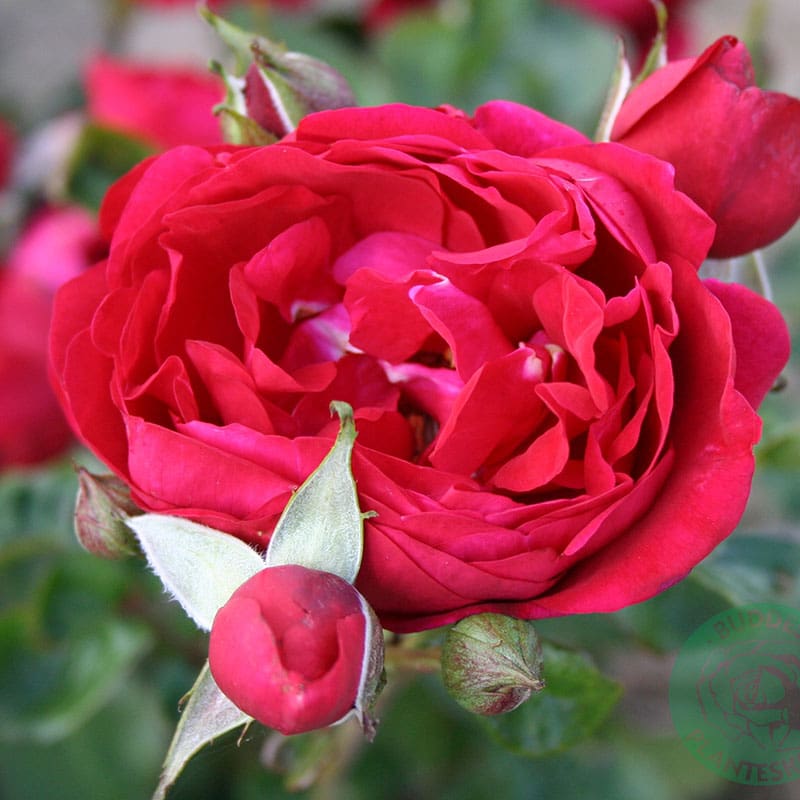 Buskros Capricia Renaissance, 1-Pack